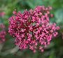 Centranthus