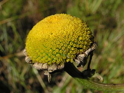 Pollinated Ox-eye daisy