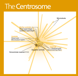 Centrosome (standalone version)-en.svg