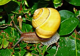 Miškinė juostasraigė (Cepaea nemoralis)