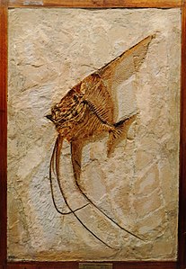 Ceratoichthys pinnatiformis 4554.jpg