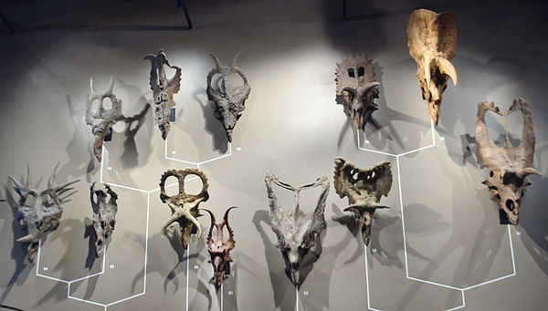 Ceratopsid skulls at the Natural History Museum of Utah