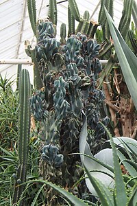 Cereus repandus f. monstrose, Pałczak peruwiański, 2023-10-31