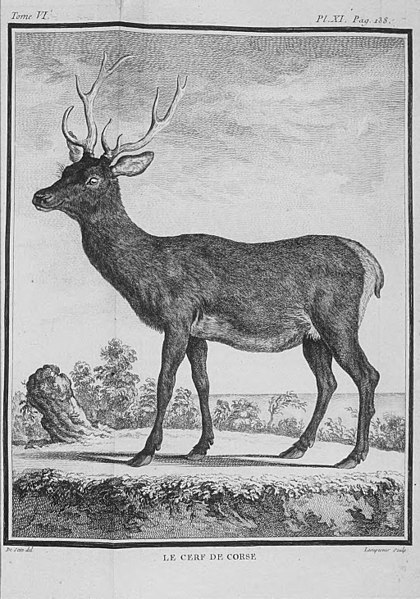 File:Cervus elaphus corsicanus.jpg