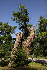 Chêne millénaire du Pouldu (Morbihan)