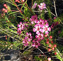 Chamelaucium uncinatum showing leaves and flowers. Chamelaucium uncinatum3.jpg