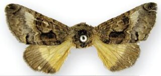 <i>Charadra pata</i> Species of moth