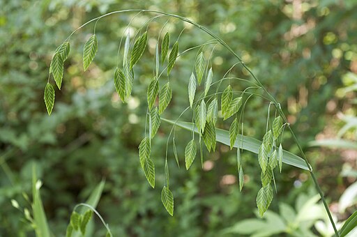 Chasmanthium latifolium Boyle Park