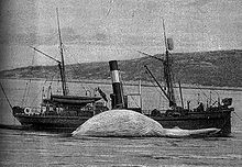 a sea boat used to hunt whales