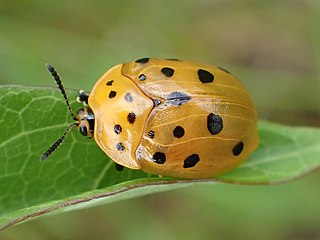 <i>Chelymorpha cassidea</i> Species of beetle