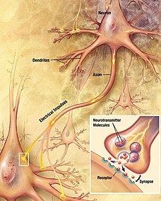 Neurotransmitter signals and pathways are possible with the exchange of chemical and electrical information at the ends of axon terminals.