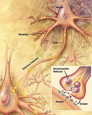 <span class="mw-page-title-main">Chemical synapse</span> Biological junctions through which neurons signals can be sent