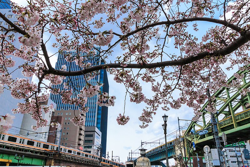 File:Cherry blossoms near Shohei Bridge, Shōhei-bashi Overpass, & Matsuzumi-chō Overpass (2017-04-06 03.32.45 by yagi-s).jpg