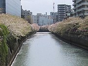 東京都目黒区・目黒川桜並木