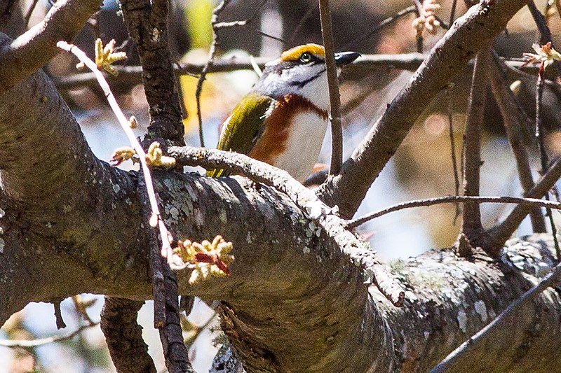 File:Chestnut-sided Shrike-Vireo (Vireolanius melitophrys).jpg