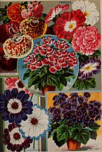 Fayl:Childs' rare flowers, vegetables, and fruits (1898) (20613589061).jpg üçün miniatür