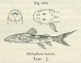 Chiloglanis batesii