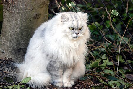 ไฟล์:Chinchilla cat (5428282413).jpg