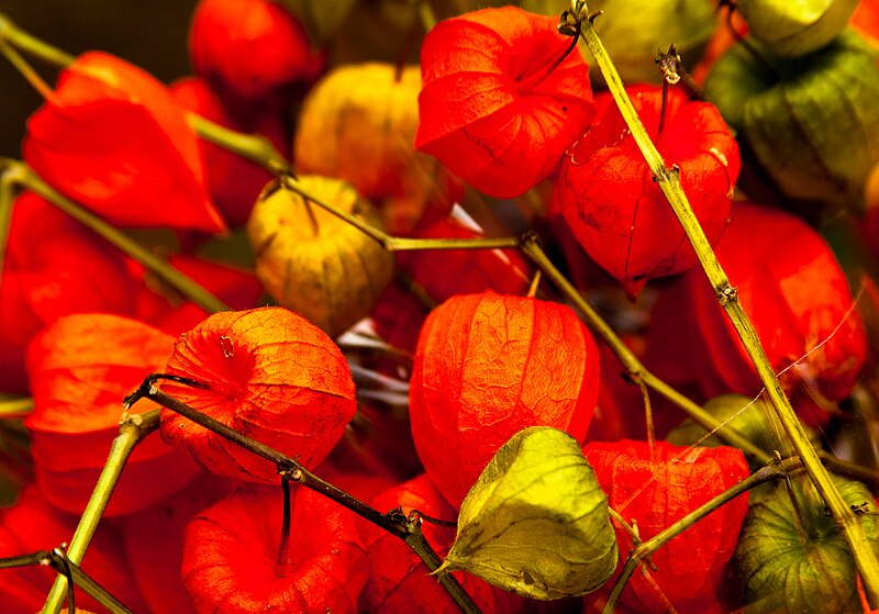 File:Chinese Lanterns (10168874785).jpg