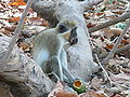 Grüne Meerkatzen Green Monkey