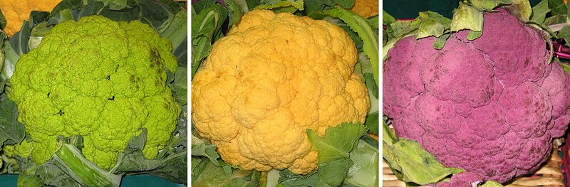 File:Choux-fleurs de toutes les couleurs.jpg