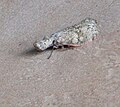 Cicada Brazil 120.jpg