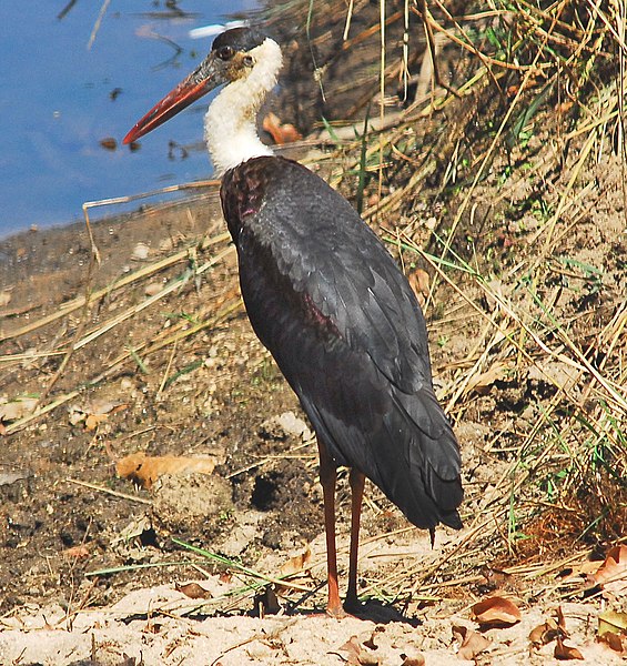 File:Ciconia episcopus.jpg