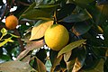 Citrus-sinensis-fruit.JPG