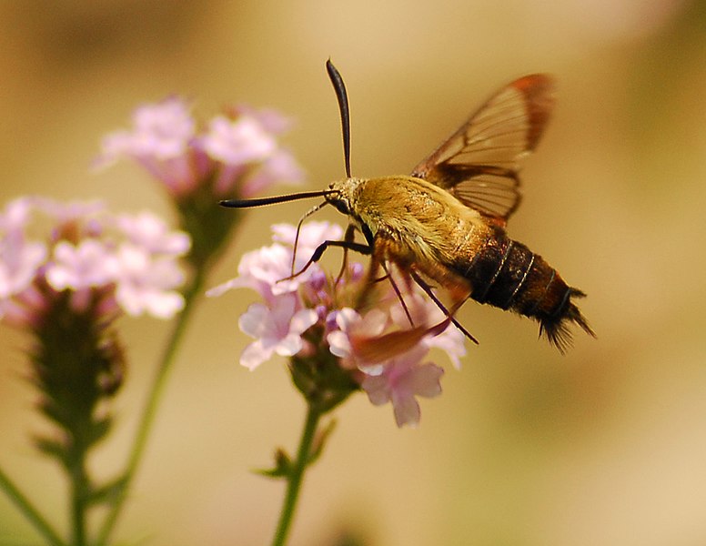 File:Clear Wing Hummingbird Moth - Flickr - Andrea Westmoreland.jpg