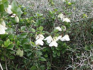 Macchien-Waldrebe (Clematis cirrhosa)