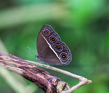 Ventral view