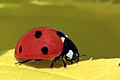 * Nomination 7-spot ladybird (Coccinella septempunctata) --Charlesjsharp 15:56, 23 May 2014 (UTC) * Decline  Oppose Very blur + terrible CAs. --Graphium 17:50, 24 May 2014 (UTC)