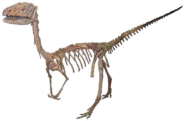 Image: Coelophysis (1) white background