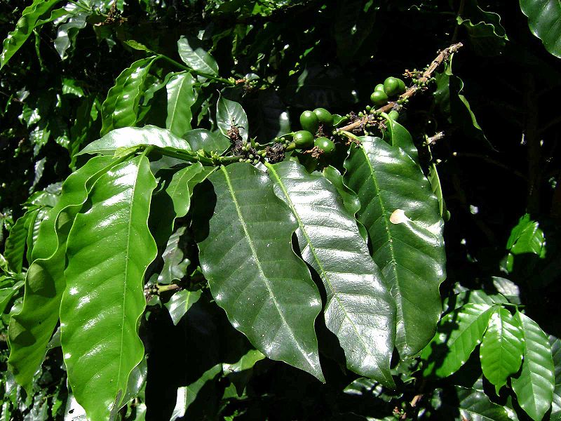 Image:Coffea arabica.jpg