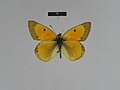 ♂ dorsal side