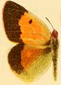 C. w. draconis male