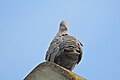 Collared Dove, Colchester, Essex.jpg