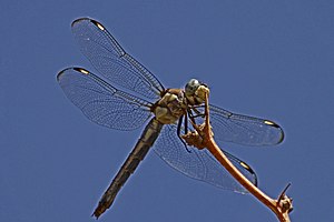 Comanche Skimmer - Libellula comanche, Bitter Lakes National Wildlife Refuge, Roswell, New Mexico - 7300107892.jpg