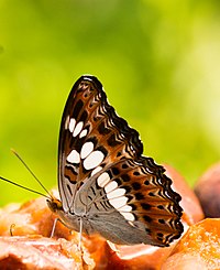 Komandan Butterfly.jpg