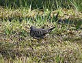 Common Ground Dove, juvenile. Columbina passerina (39091866241).jpg