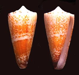 Conus thalassiarchus