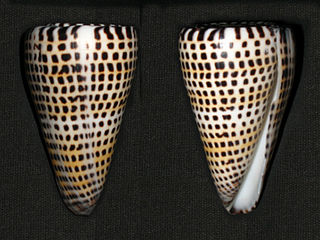 <i>Conus litteratus</i> Species of sea snail