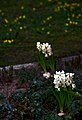 Copenhagen 2016-03-19 (26614656016).jpg