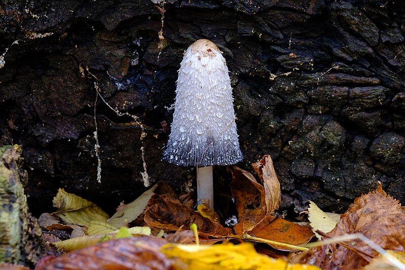 File:Coprinus comatus (49264153071).jpg