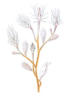 <i>Cordylophora</i> Genus of hydrozoans