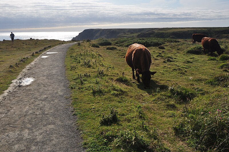 File:Cornwall , Footpath ^ Cattle - geograph.org.uk - 4601644.jpg