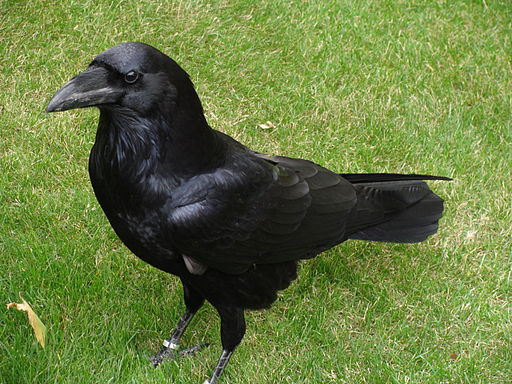Corvus corax.001 - Tower of London