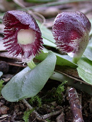 <i>Corybas diemenicus</i> Species of orchid