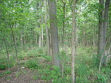 Britton Woods County Farm Park August 2013 32 (Britton Woods).jpg