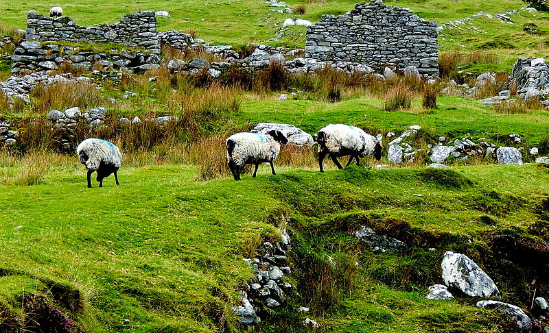 File:County Mayo - Achill Island - Deserted Village - Grazing Sheep & Derelict Cottage (geograph 4002127).jpg